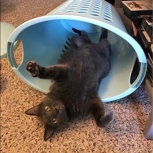 Meet your Posher, Allyson